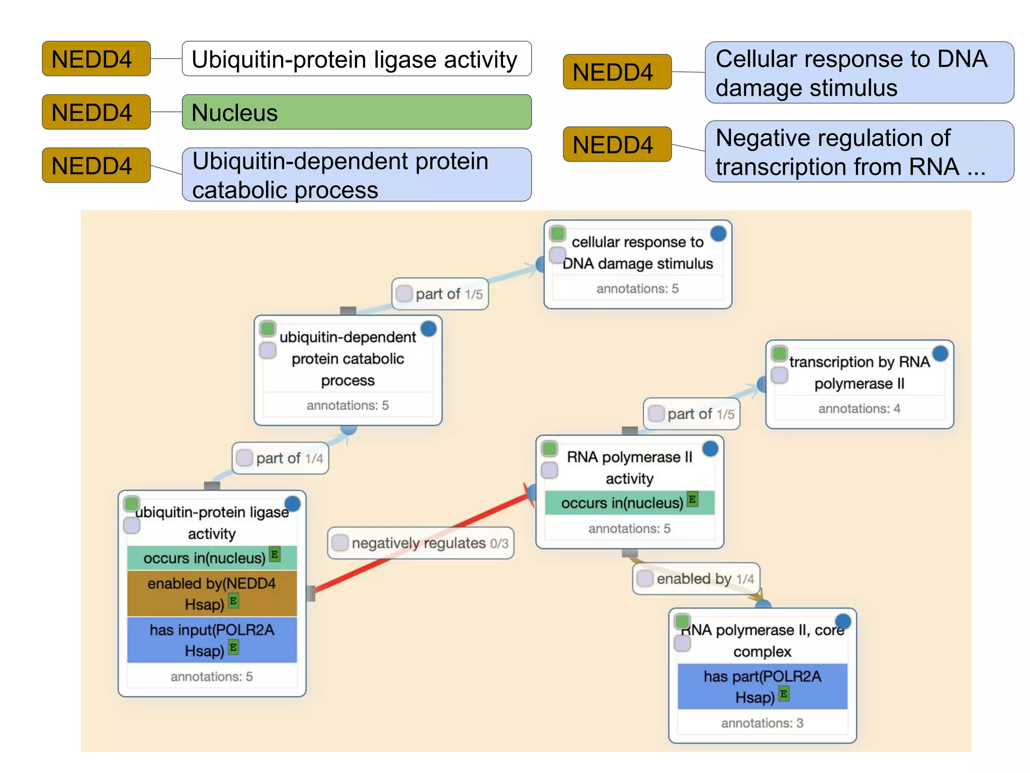 NEDD4 Ubiquitin-protein ligase activity
NEDD4 Nucleus
NEDD4 Ubiquitin-dependent protein
catabolic process
NEDD4
Cellular response to DNA
damage stimulus
NEDD4 Negative regulation of
transcription from RNA ...
 