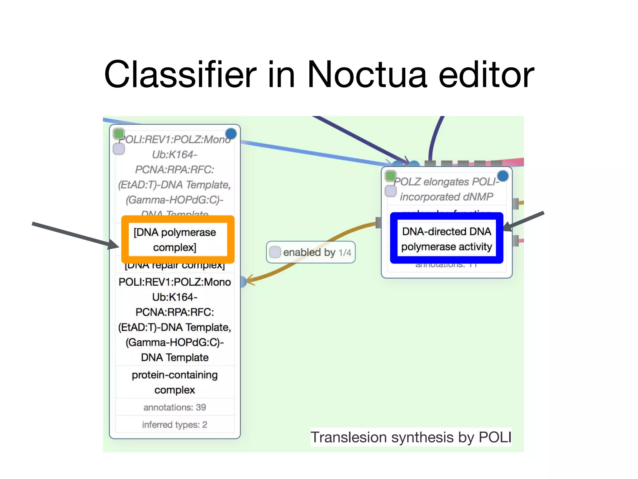 Classifier in Noctua editor
Translesion synthesis by POLI
 
