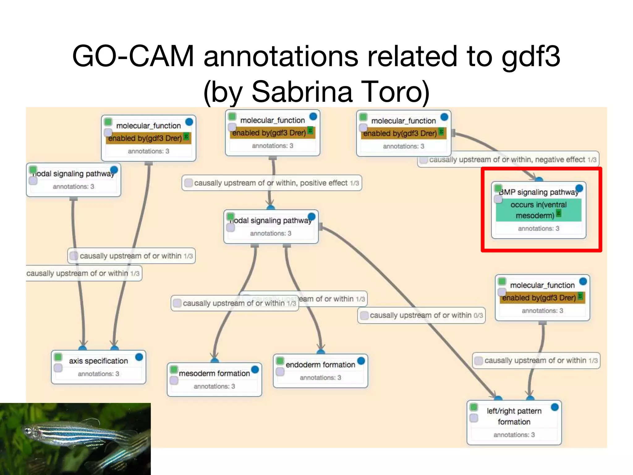 GO-CAM annotations related to gdf3
(by Sabrina Toro)
 