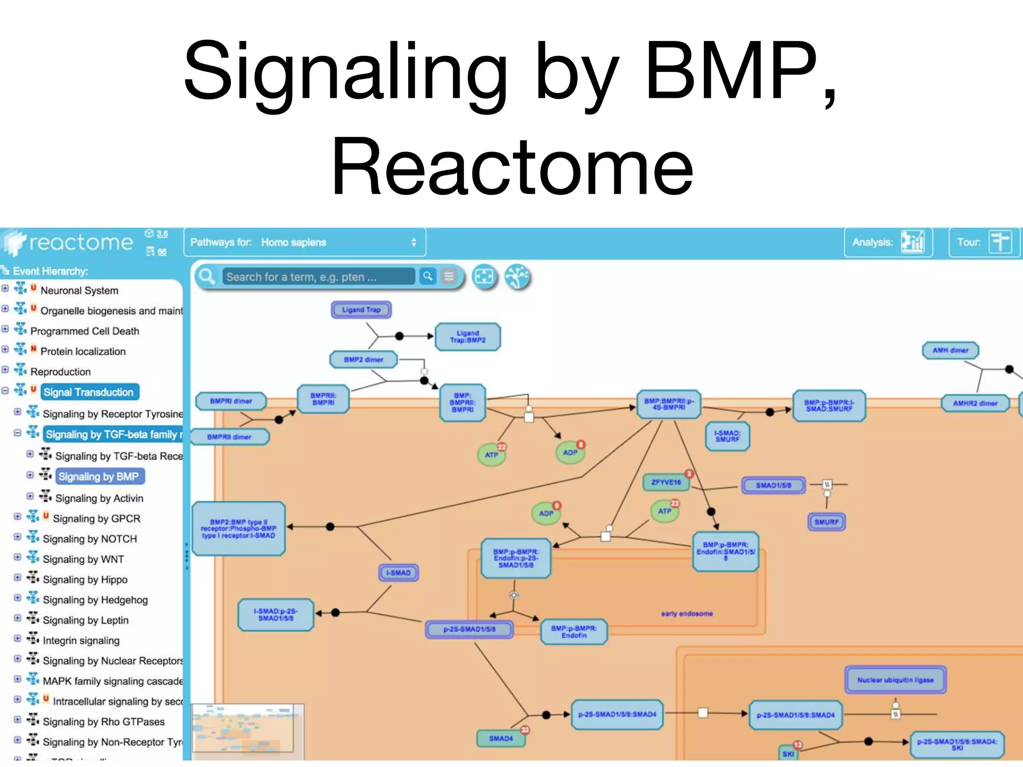 Signaling by BMP,
Reactome
 