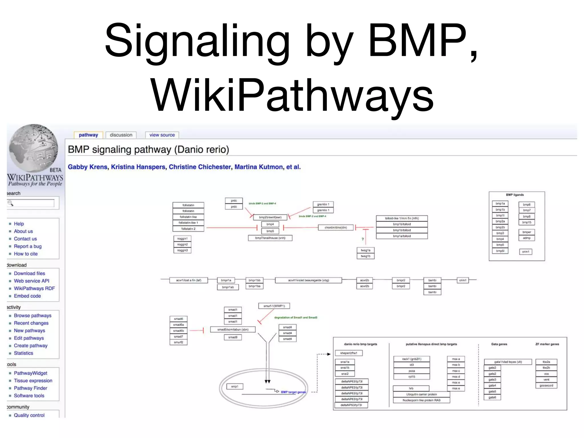 Signaling by BMP,
WikiPathways
 