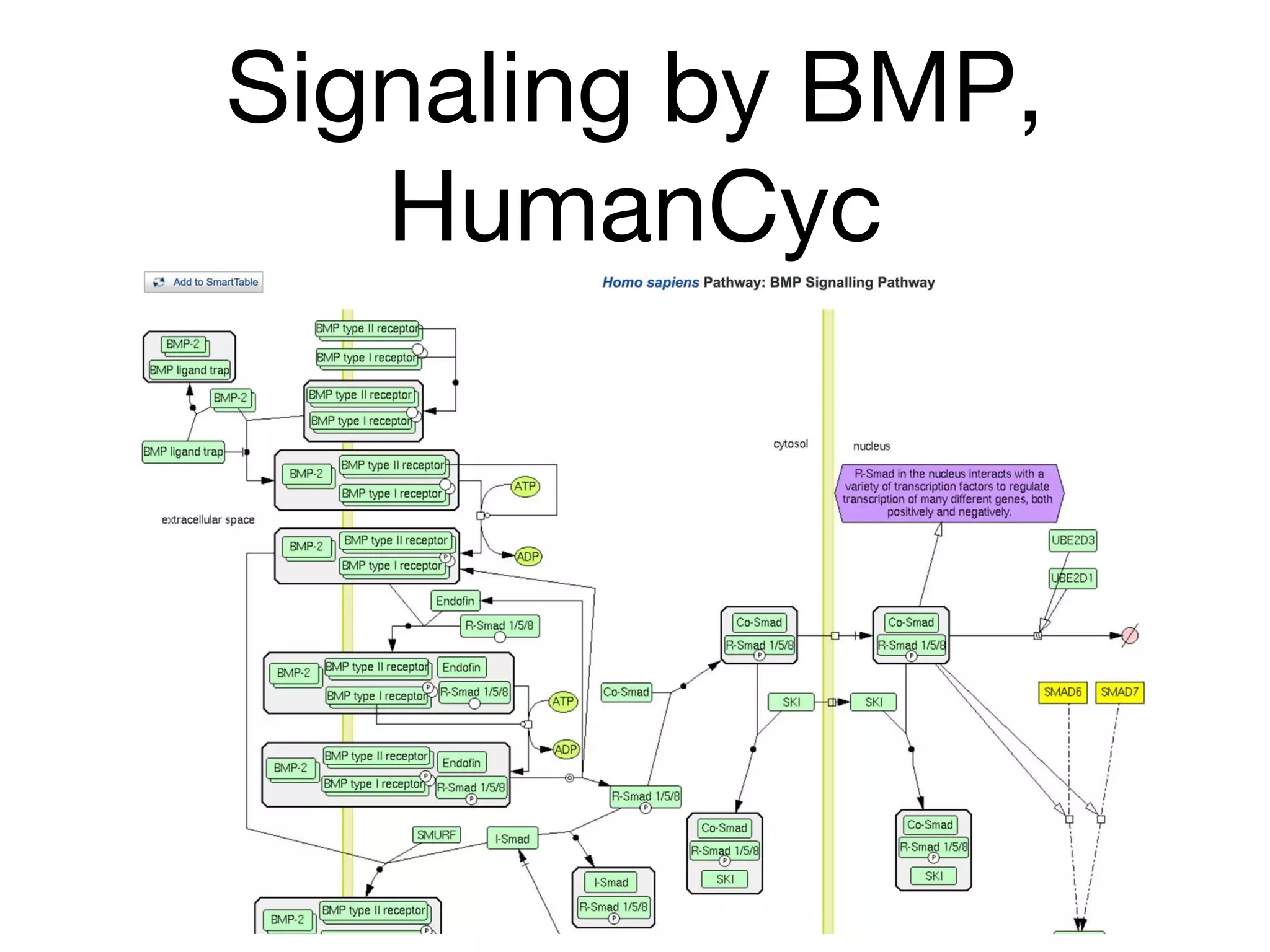 Signaling by BMP,
HumanCyc
 