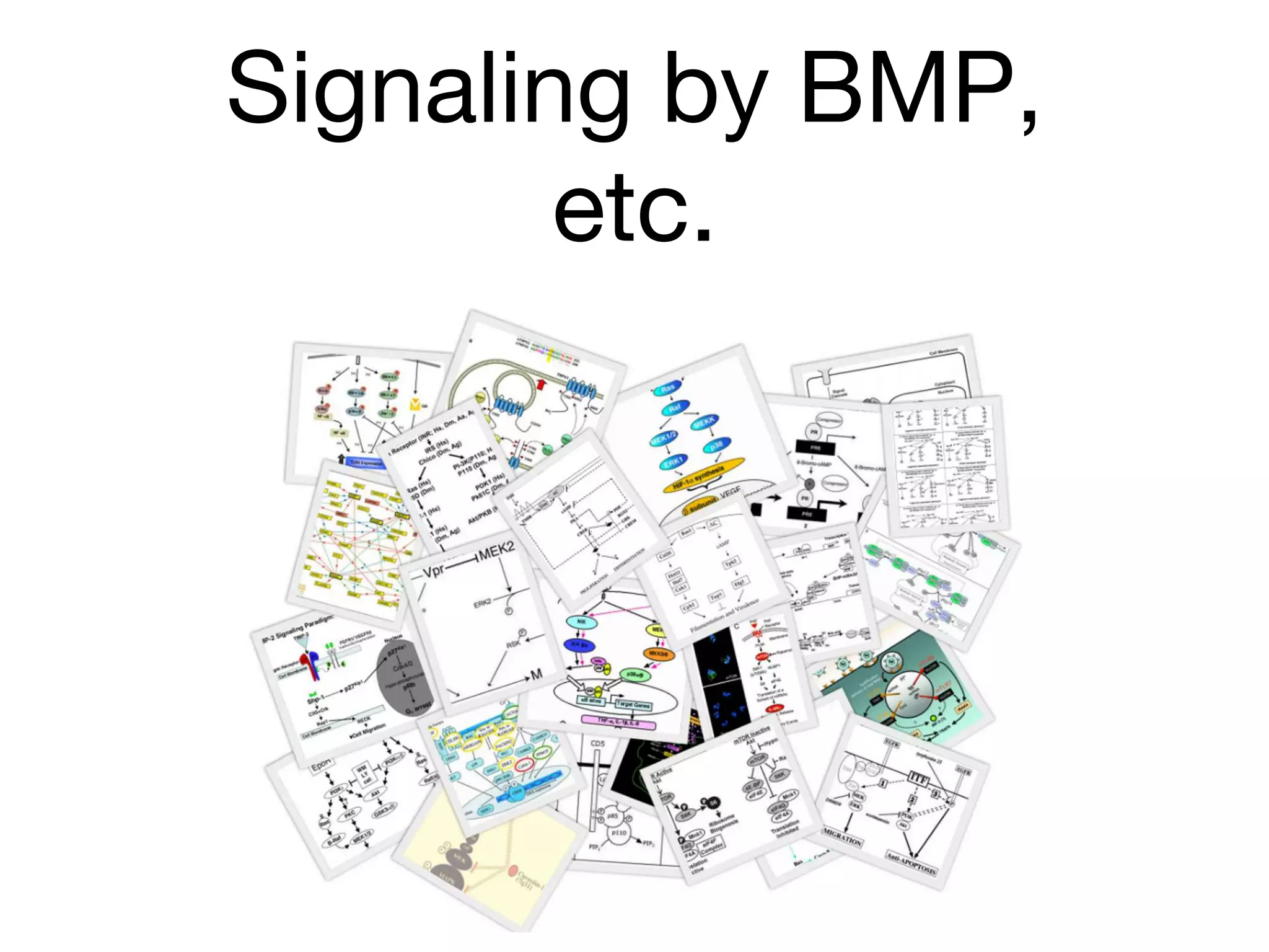 Signaling by BMP,
etc.
 