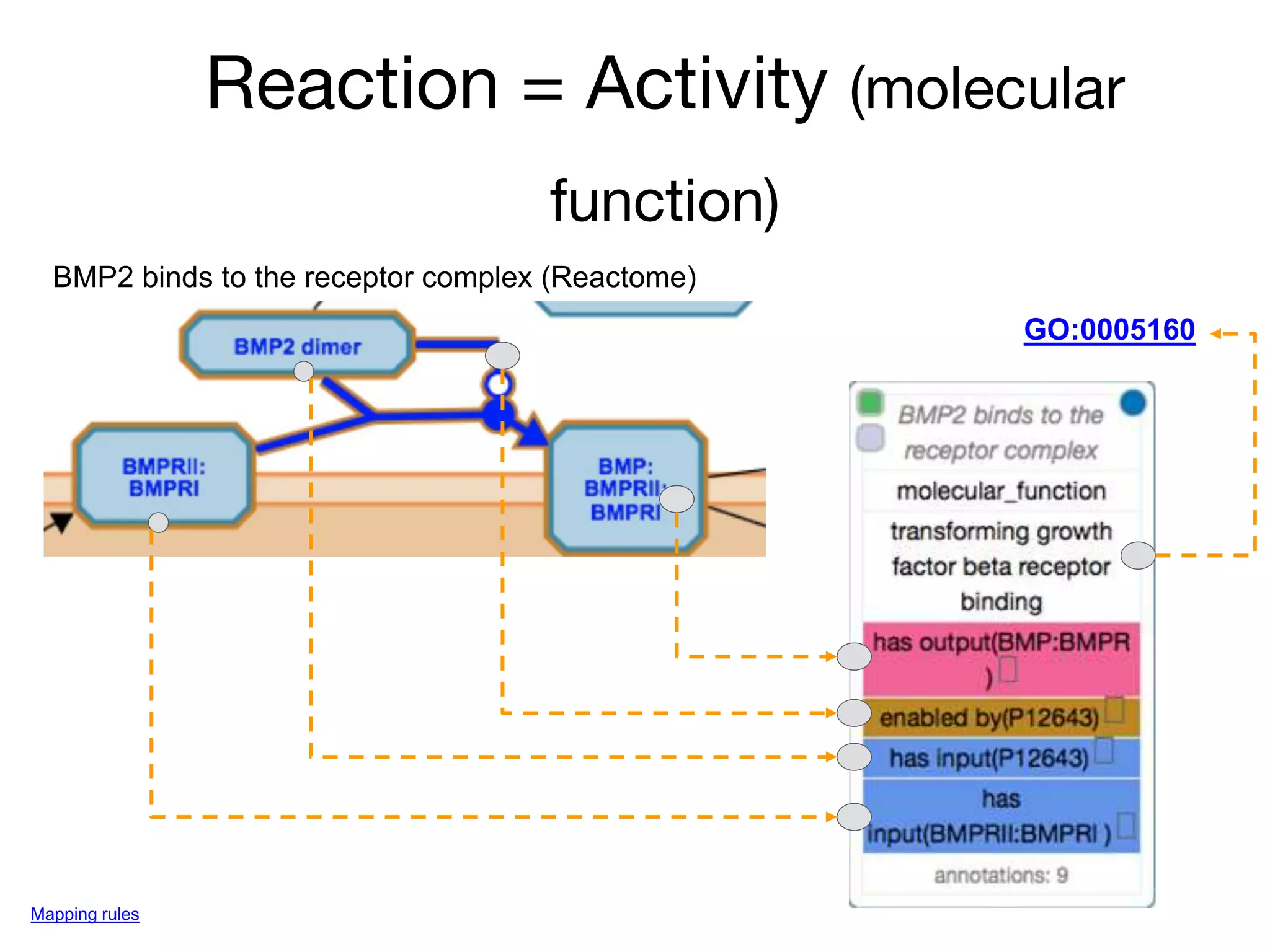 Reaction = Activity (molecular
function)
BMP2 binds to the receptor complex (Reactome)
GO:0005160
Mapping rules
 