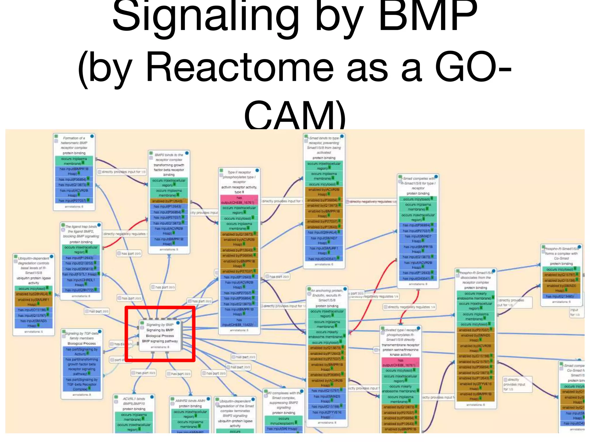 Signaling by BMP
(by Reactome as a GO-
CAM)
 