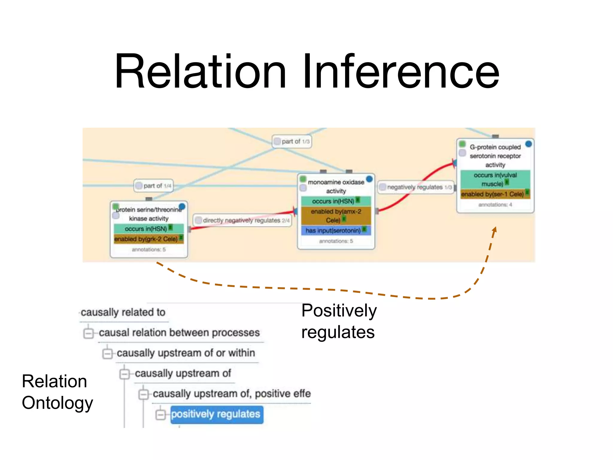 Relation Inference
Positively
regulates
Relation
Ontology
 