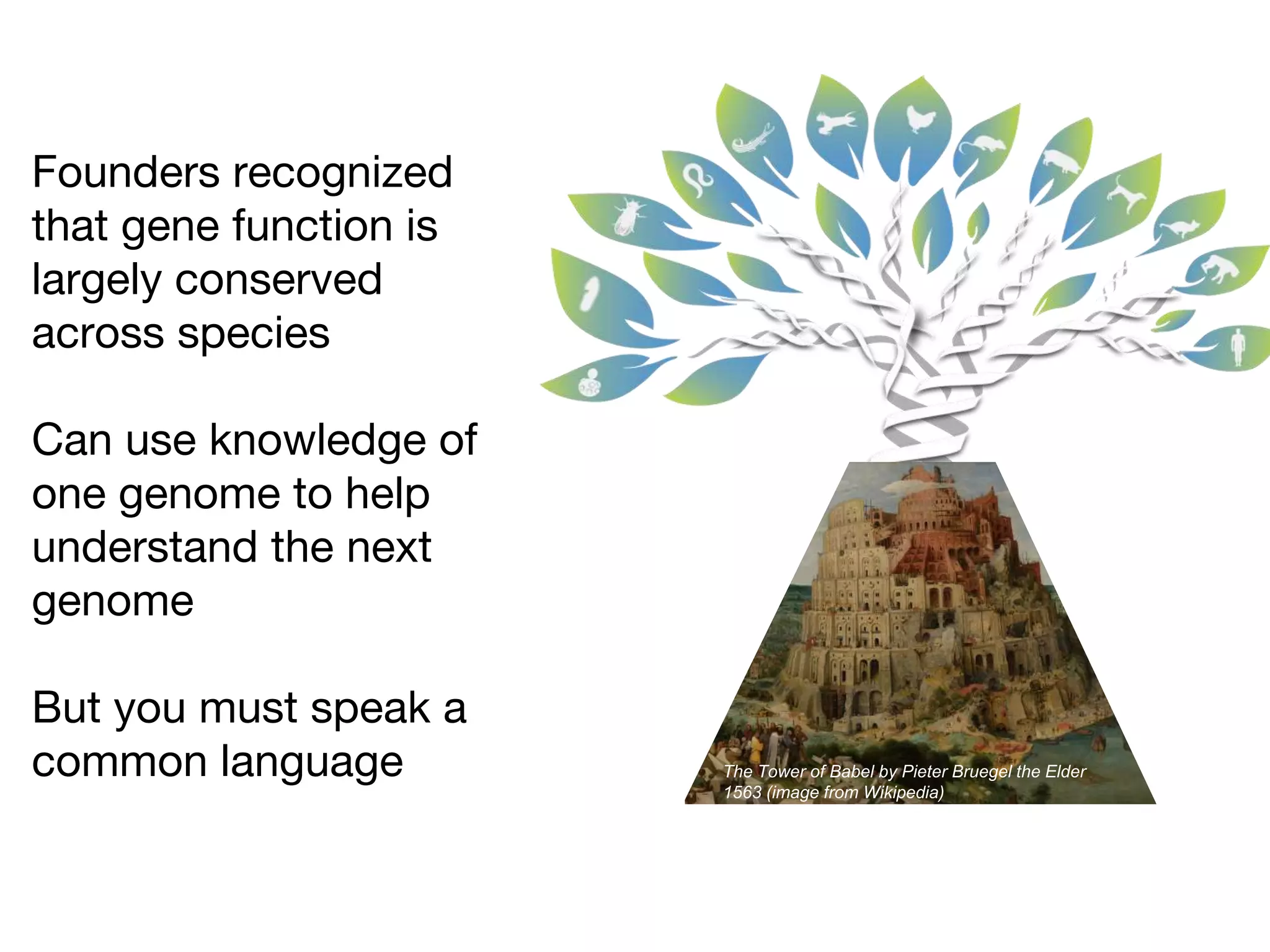 The Tower of Babel by Pieter Bruegel the Elder
1563 (image from Wikipedia)
Founders recognized
that gene function is
largely conserved
across species
Can use knowledge of
one genome to help
understand the next
genome
But you must speak a
common language
 