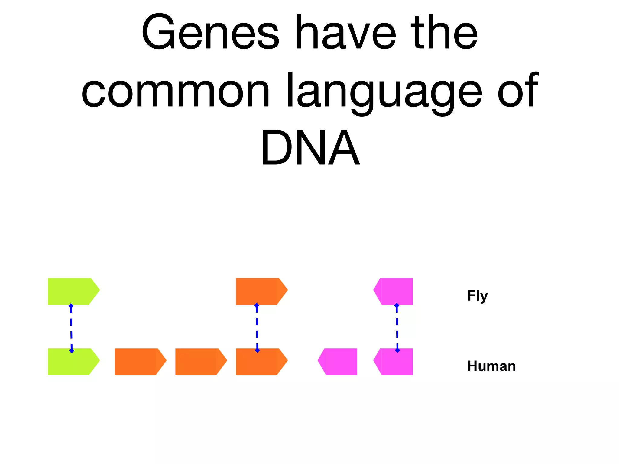 Genes have the
common language of
DNA
Fly
Human
 