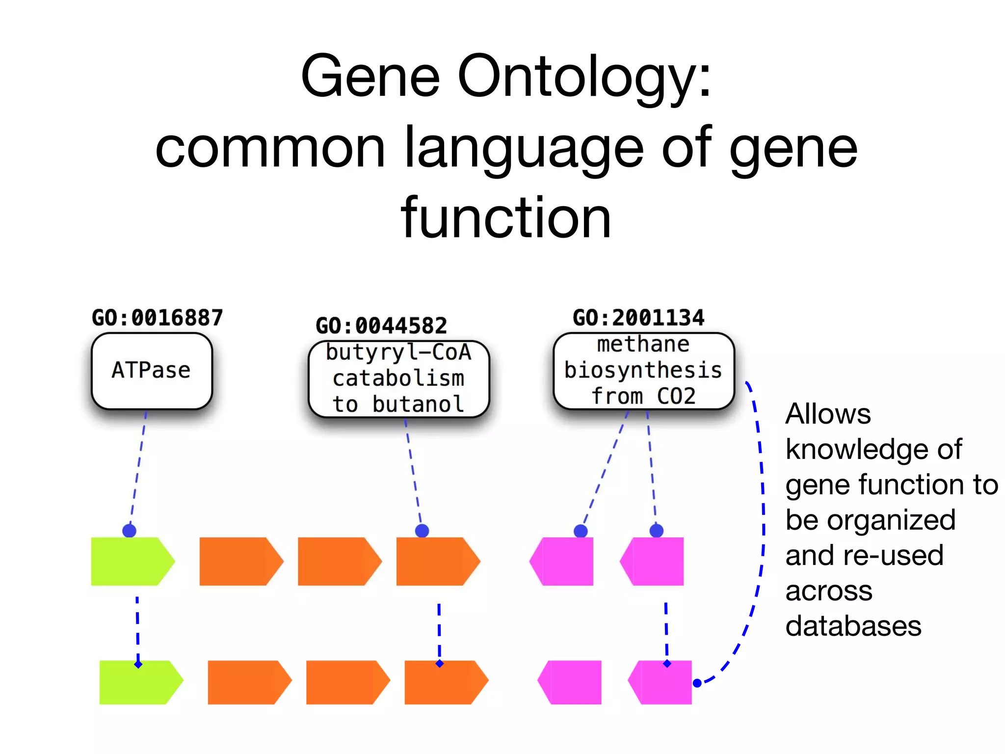 Gene Ontology:
common language of gene
function
Allows
knowledge of
gene function to
be organized
and re-used
across
databases
 