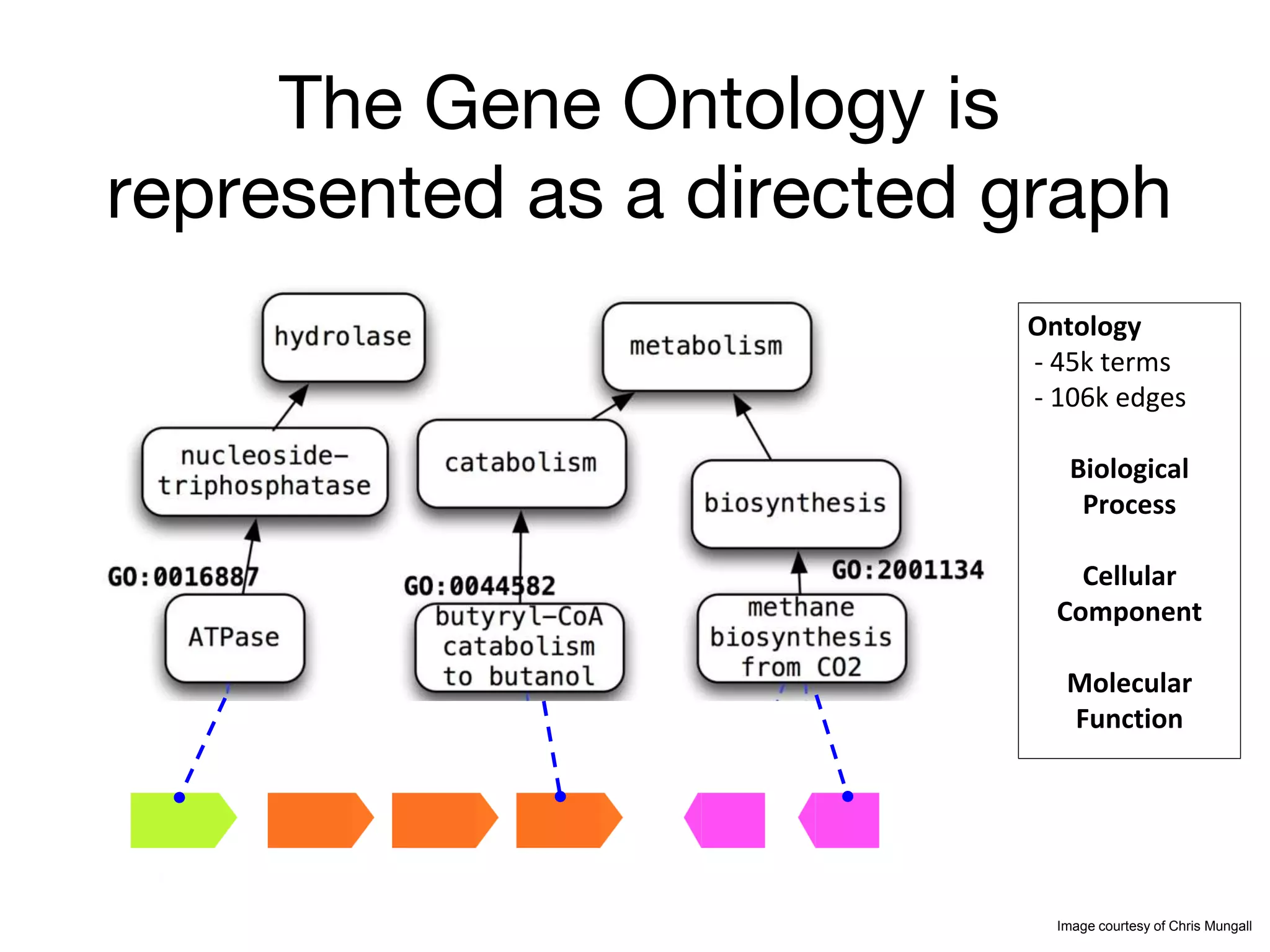 The Gene Ontology is
represented as a directed graph
Image courtesy of Chris Mungall
Ontology
- 45k terms
- 106k edges
Biological
Process
Cellular
Component
Molecular
Function
 