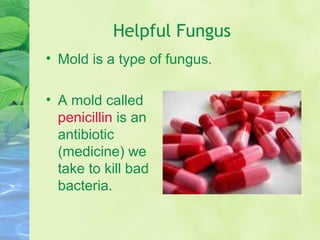 Helpful Fungus
• Mold is a type of fungus.
• A mold called
penicillin is an
antibiotic
(medicine) we
take to kill bad
bacteria.
 