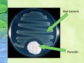 Bad bacteria
Penicillin
 
