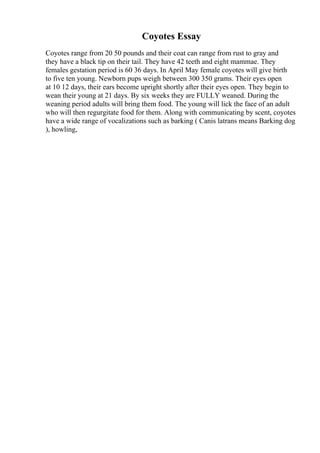Coyotes Essay
Coyotes range from 20 50 pounds and their coat can range from rust to gray and
they have a black tip on their tail. They have 42 teeth and eight mammae. They
females gestation period is 60 36 days. In April May female coyotes will give birth
to five ten young. Newborn pups weigh between 300 350 grams. Their eyes open
at 10 12 days, their ears become upright shortly after their eyes open. They begin to
wean their young at 21 days. By six weeks they are FULLY weaned. During the
weaning period adults will bring them food. The young will lick the face of an adult
who will then regurgitate food for them. Along with communicating by scent, coyotes
have a wide range of vocalizations such as barking ( Canis latrans means Barking dog
), howling,
 