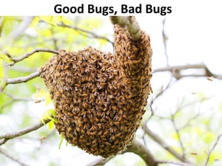 Good Bugs, Bad Bugs
 