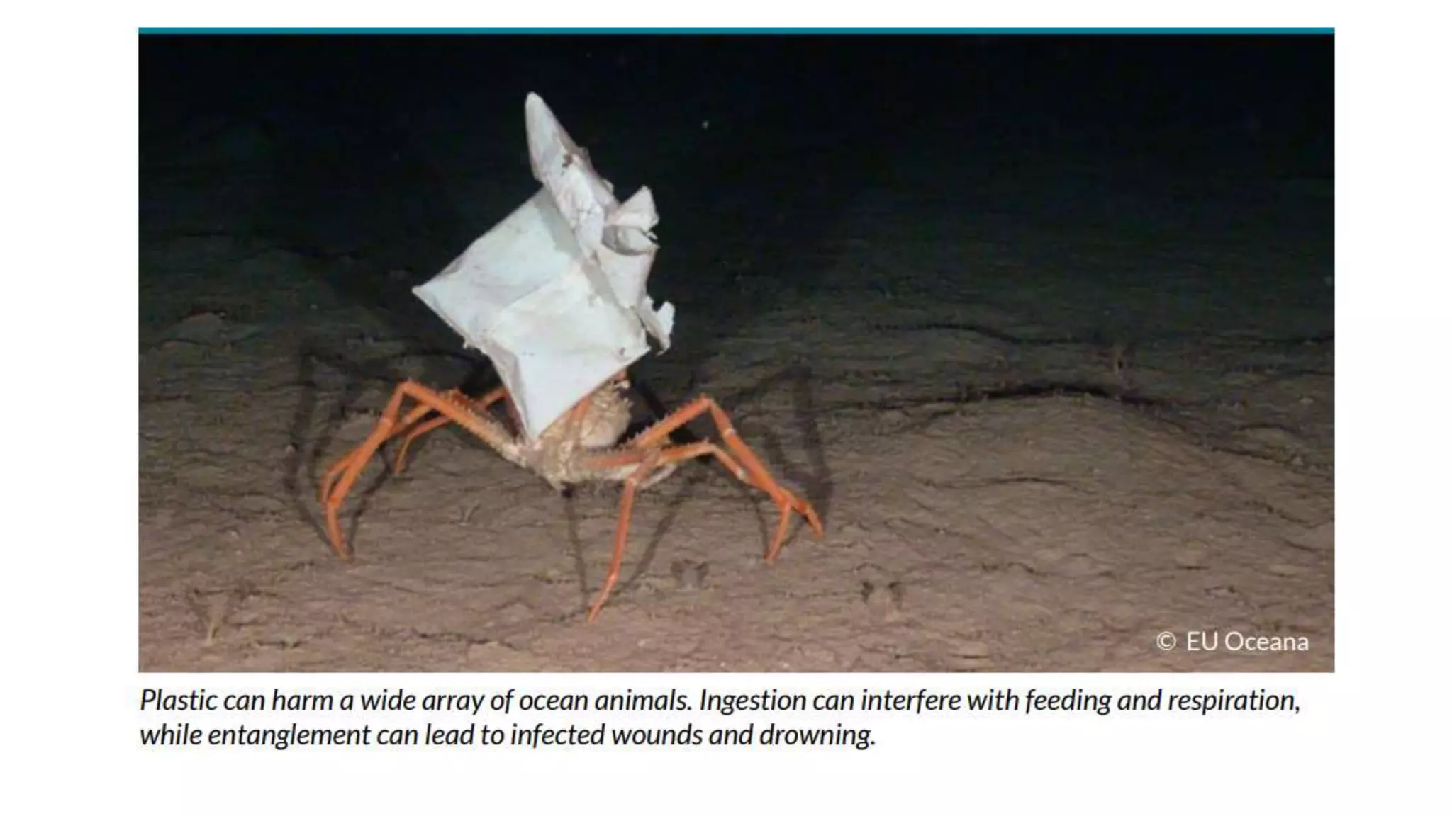 Goodbye, gillnets from ocean