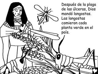 Después de la plaga
de las úlceras, Dios
mandó langostas.
Las langostas
comieron cada
planta verde en el
país.
 