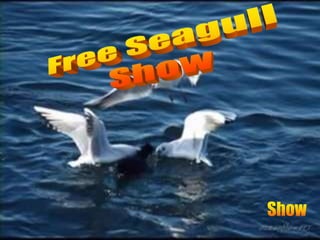 Free Seagull Show Show 