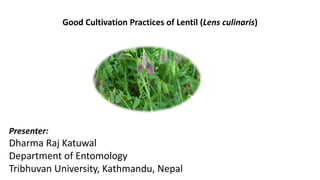 Good Cultivation Practices of Lentil (Lens culinaris)
Presenter:
Dharma Raj Katuwal
Department of Entomology
Tribhuvan University, Kathmandu, Nepal
 