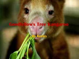 Goodfellow's Tree Kangaroo  By Keeley 