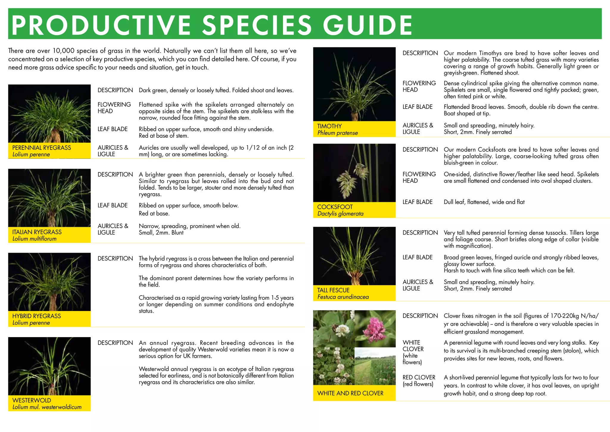 DESCRIPTION An annual ryegrass. Recent breeding advances in the
development of quality Westerwold varieties mean it is now a
serious option for UK farmers.
Westerwold annual ryegrass is an ecotype of Italian ryegrass
selected for earliness, and is not botanically different from Italian
ryegrass and its characteristics are also similar.
WESTERWOLD
Lolium mul. westerwoldicum
DESCRIPTION Dark green, densely or loosely tufted. Folded shoot and leaves.
FLOWERING
HEAD
Flattened spike with the spikelets arranged alternately on
opposite sides of the stem. The spikelets are stalk-less with the
narrow, rounded face fitting against the stem.
LEAF BLADE Ribbed on upper surface, smooth and shiny underside.
Red at base of stem.
AURICLES &
LIGULE
Auricles are usually well developed, up to 1/12 of an inch (2
mm) long, or are sometimes lacking.
PERENNIAL RYEGRASS
Lolium perenne
DESCRIPTION The hybrid ryegrass is a cross between the Italian and perennial
forms of ryegrass and shares characteristics of both.
The dominant parent determines how the variety performs in
the field.
Characterised as a rapid growing variety lasting from 1-5 years
or longer depending on summer conditions and endophyte
status.
HYBRID RYEGRASS
Lolium perenne
DESCRIPTION A brighter green than perennials, densely or loosely tufted.
Similar to ryegrass but leaves rolled into the bud and not
folded. Tends to be larger, stouter and more densely tufted than
ryegrass.
LEAF BLADE Ribbed on upper surface, smooth below.
Red at base.
AURICLES &
LIGULE
Narrow, spreading, prominent when old.
Small, 2mm. Blunt
ITALIAN RYEGRASS
Lolium multiflorum
DESCRIPTION Our modern Timothys are bred to have softer leaves and
higher palatability. The coarse tufted grass with many varieties
covering a range of growth habits. Generally light green or
greyish-green. Flattened shoot.
FLOWERING
HEAD
Dense cylindrical spike giving the alternative common name.
Spikelets are small, single flowered and tightly packed; green,
often tinted pink or white.
LEAF BLADE Flattended Broad leaves. Smooth, double rib down the centre.
Boat shaped at tip.
AURICLES &
LIGULE
Small and spreading, minutely hairy.
Short, 2mm. Finely serrated
TIMOTHY
Phleum pratense
DESCRIPTION Our modern Cocksfoots are bred to have softer leaves and
higher palatability. Large, coarse-looking tufted grass often
bluish-green in colour.
FLOWERING
HEAD
One-sided, distinctive flower/feather like seed head. Spikelets
are small flattened and condensed into oval shaped clusters.
LEAF BLADE Dull leaf, flattened, wide and flat
COCKSFOOT
Dactylis glomerata
DESCRIPTION Very tall tufted perennial forming dense tussocks. Tillers large
and foliage coarse. Short bristles along edge of collar (visible
with magnification).
LEAF BLADE Broad green leaves, fringed auricle and strongly ribbed leaves,
glossy lower surface.
Harsh to touch with fine silica teeth which can be felt.
AURICLES &
LIGULE
Small and spreading, minutely hairy.
Short, 2mm. Finely serrated
TALL FESCUE
Festuca arundinacea
DESCRIPTION Clover fixes nitrogen in the soil (figures of 170-220kg N/ha/
yr are achievable) -- and is therefore a very valuable species in
efficient grassland management.
WHITE
CLOVER
(white
flowers)
A perennial legume with round leaves and very long stalks. Key
to its survival is its multi-branched creeping stem (stolon), which
provides sites for new leaves, roots, and flowers.
RED CLOVER
(red flowers)
A short-lived perennial legume that typically lasts for two to four
years. In contrast to white clover, it has oval leaves, an upright
growth habit, and a strong deep tap root.
WHITE AND RED CLOVER
There are over 10,000 species of grass in the world. Naturally we can’t list them all here, so we’ve
concentrated on a selection of key productive species, which you can find detailed here. Of course, if you
need more grass advice specific to your needs and situation, get in touch.
PRODUCTIVE SPECIES GUIDE
 