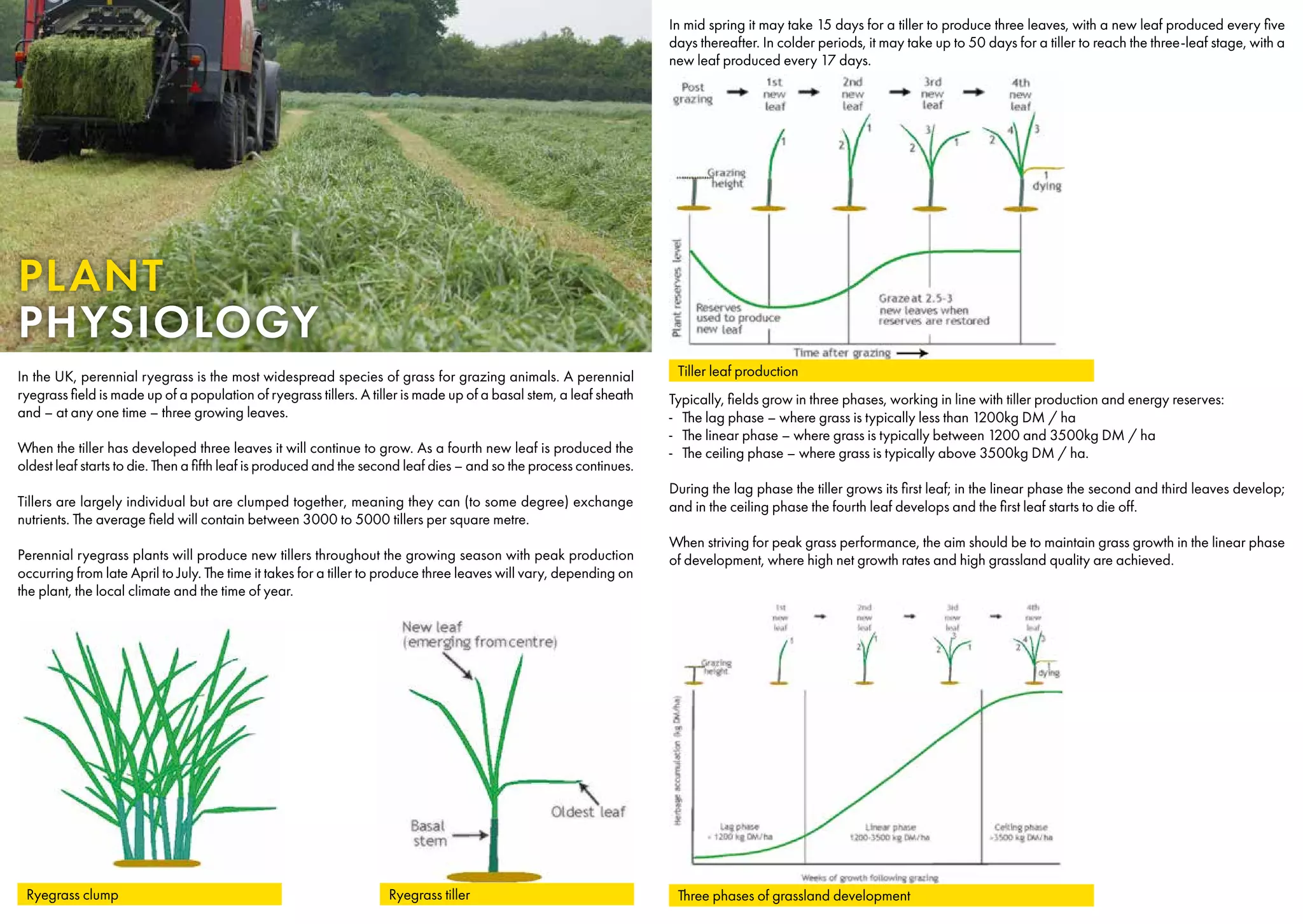 In the UK, perennial ryegrass is the most widespread species of grass for grazing animals. A perennial
ryegrass field is made up of a population of ryegrass tillers. A tiller is made up of a basal stem, a leaf sheath
and – at any one time – three growing leaves.
When the tiller has developed three leaves it will continue to grow. As a fourth new leaf is produced the
oldest leaf starts to die. Then a fifth leaf is produced and the second leaf dies – and so the process continues.
Tillers are largely individual but are clumped together, meaning they can (to some degree) exchange
nutrients. The average field will contain between 3000 to 5000 tillers per square metre.
	
Perennial ryegrass plants will produce new tillers throughout the growing season with peak production
occurring from late April to July. The time it takes for a tiller to produce three leaves will vary, depending on
the plant, the local climate and the time of year.
In mid spring it may take 15 days for a tiller to produce three leaves, with a new leaf produced every five
days thereafter. In colder periods, it may take up to 50 days for a tiller to reach the three-leaf stage, with a
new leaf produced every 17 days.
Typically, fields grow in three phases, working in line with tiller production and energy reserves:
-
- The lag phase – where grass is typically less than 1200kg DM / ha
-
- The linear phase – where grass is typically between 1200 and 3500kg DM / ha
-
- The ceiling phase – where grass is typically above 3500kg DM / ha.
During the lag phase the tiller grows its first leaf; in the linear phase the second and third leaves develop;
and in the ceiling phase the fourth leaf develops and the first leaf starts to die off.
When striving for peak grass performance, the aim should be to maintain grass growth in the linear phase
of development, where high net growth rates and high grassland quality are achieved.
Ryegrass tiller
Ryegrass clump
Tiller leaf production
Three phases of grassland development
PLANT
PHYSIOLOGY
 
