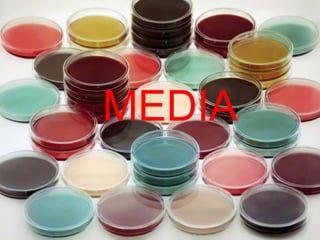 MEDIA
 