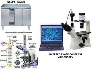 DEEP FREEZER
INVERTED PHASE CONTRAST
MICROSCOPY
 