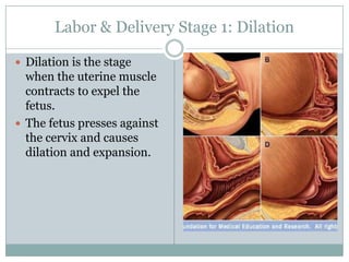 Labor & Delivery Stage 1: Dilation

 Dilation is the stage
  when the uterine muscle
  contracts to expel the
  fetus.
 The fetus presses against
  the cervix and causes
  dilation and expansion.
 