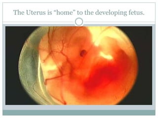 The Uterus is “home” to the developing fetus.
 