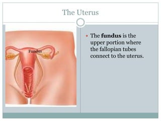 The Uterus


                The fundus is the
                upper portion where
Fundus          the fallopian tubes
                connect to the uterus.
 