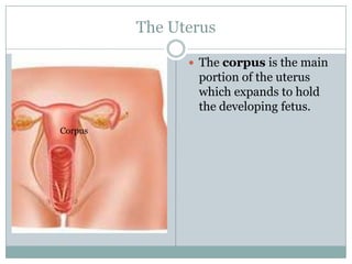 The Uterus

                The corpus is the main
                portion of the uterus
                which expands to hold
                the developing fetus.
Corpus
 