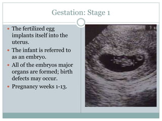 Gestation: Stage 1

 The fertilized egg
  implants itself into the
  uterus.
 The infant is referred to
  as an embryo.
 All of the embryos major
  organs are formed; birth
  defects may occur.
 Pregnancy weeks 1-13.
 