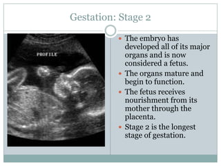 Gestation: Stage 2

           The embryo has
            developed all of its major
            organs and is now
            considered a fetus.
           The organs mature and
            begin to function.
           The fetus receives
            nourishment from its
            mother through the
            placenta.
           Stage 2 is the longest
            stage of gestation.
 