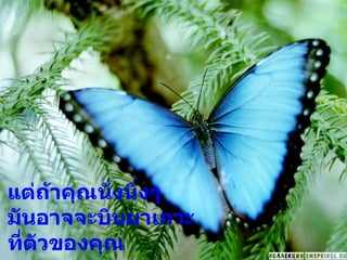 แต่ถ้าคุณนั่งนิ่งๆ มันอาจจะบินมาเกาะ ที่ตัวของคุณ 