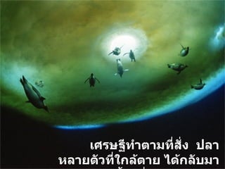 เศรษฐีทำตามที่สั่ง  ปลาหลายตัวที่ใกล้ตาย ได้กลับมามีชีวิตอีกครั้ง เมื่อได้กลับคืนสู่ท้องทะเล 