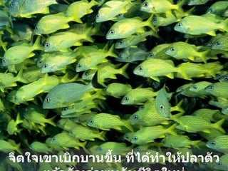 จิตใจเขาเบิกบานขึ้น ที่ได้ทำให้ปลาตัวแล้วตัวเล่าพบกับชีวิตใหม่ 