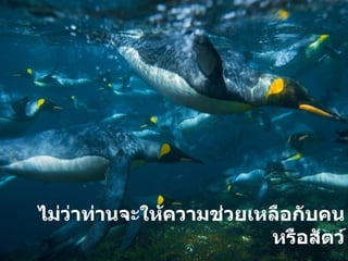 ไม่ว่าท่านจะให้ความช่วยเหลือกับคนหรือสัตว์ ท่านจะได้รับการตอบแทนด้วยความสุขอย่างเต็มเปี่ยม 