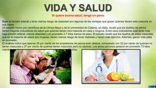 Pedro Armijo
VIDA Y SALUD
6
Si quiere buena salud, tenga un perro
Bajar la tensión arterial y tener menos riesgo de obesidad son algunas de las ventajas que gozan quienes tienen esta mascota en
sus casas.
Un estudio hecho por científicos de la Clínica Mayo y de la universidad de Catania, en Italia, reveló que los dueños de perros
tienen mejores indicadores de salud que quienes tienen otra mascota en casa o ninguna. Entre esos indicadores está tener más
baja presión arterial, menos obesidad y en promedio 2,7 kilos menos de peso. El estudio reveló que los dueños de estas mascotas,
que en la mayoría de casos son mujeres, tienen menos riesgo de tener diabetes y hacen más ejercicio. Además, ganan más plata
en promedio.
El análisis indicó que apenas 29 por ciento de los propietarios de perros eran obesos, comparado con 32 por ciento de quienes no
tienen mascotas y 37 por ciento de quienes tienen mascotas pero no caninas. Los amos perrunos pesaron en promedio 73 kilos
mientras que las personas sin perro pesaron comparado 76 kilos.
 