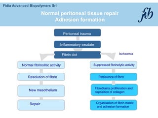 Fidia Advanced Biopolymers Srl
Peritoneal trauma
Inflammatory exudate
Fibrin clot
Normal fibrinolitic activity
Resolution of fibrin
New mesothelium
Repair
Suppressed fibrinolytic activity
Persistence of fibrin
Fibroblasts proliferation and
deposition of collagen
.
Organisation of fibrin matrix
and adhesion formation
Normal peritoneal tissue repair
Adhesion formation
Ischaemia
 