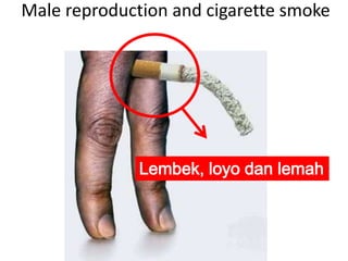 Male reproduction and cigarette smoke
Lembek, loyo dan lemah
 