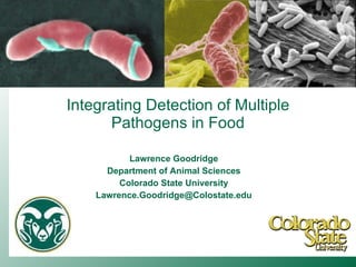 Lawrence Goodridge Department of Animal Sciences Colorado State University [email_address] Integrating Detection of Multiple Pathogens in Food 