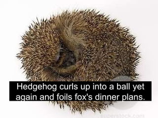 Hedgehog curls up into a ball yet again and foils fox's dinner plans. 