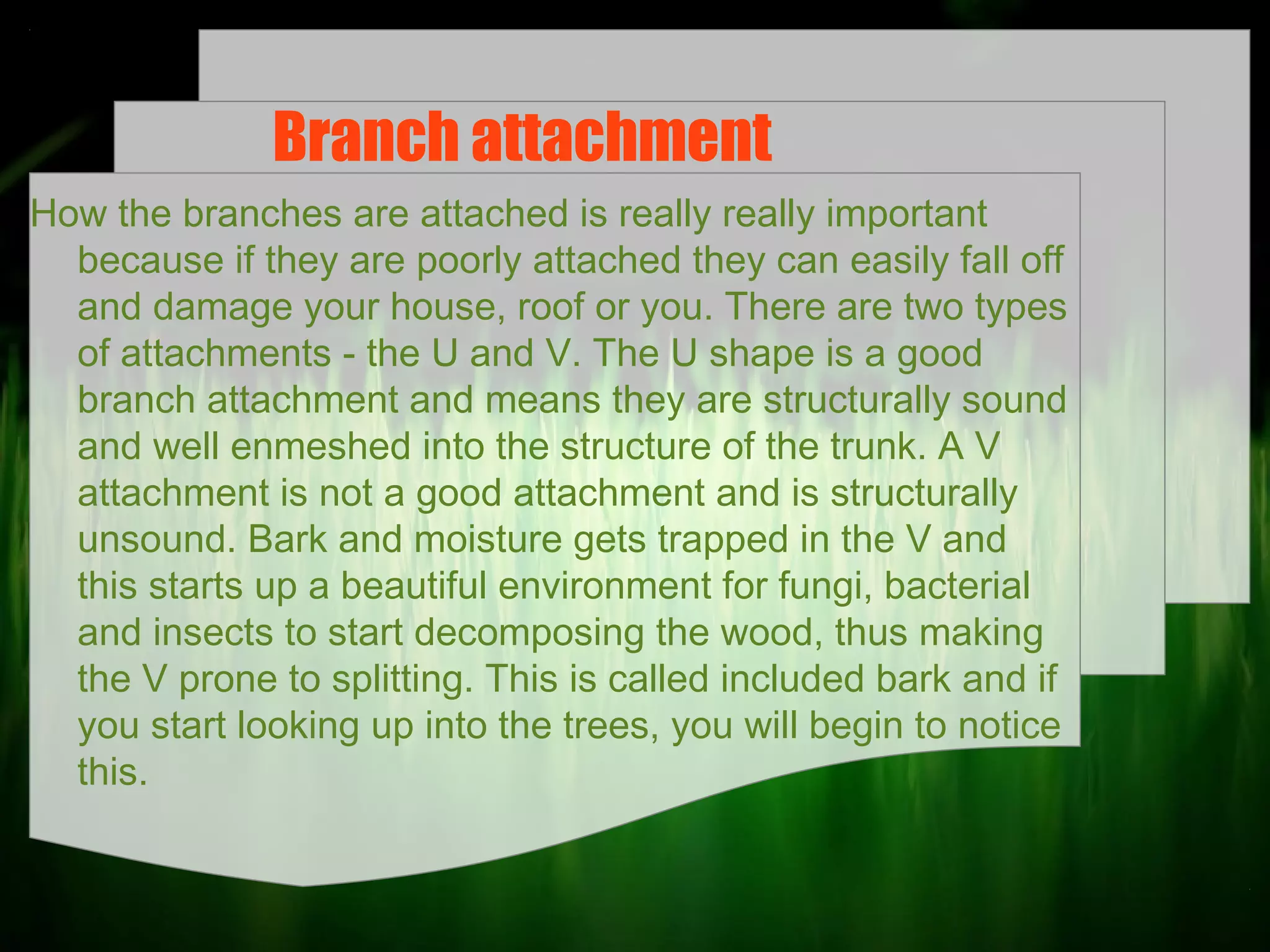 Branch attachment
How the branches are attached is really really important
because if they are poorly attached they can easily fall off
and damage your house, roof or you. There are two types
of attachments - the U and V. The U shape is a good
branch attachment and means they are structurally sound
and well enmeshed into the structure of the trunk. A V
attachment is not a good attachment and is structurally
unsound. Bark and moisture gets trapped in the V and
this starts up a beautiful environment for fungi, bacterial
and insects to start decomposing the wood, thus making
the V prone to splitting. This is called included bark and if
you start looking up into the trees, you will begin to notice
this.

 