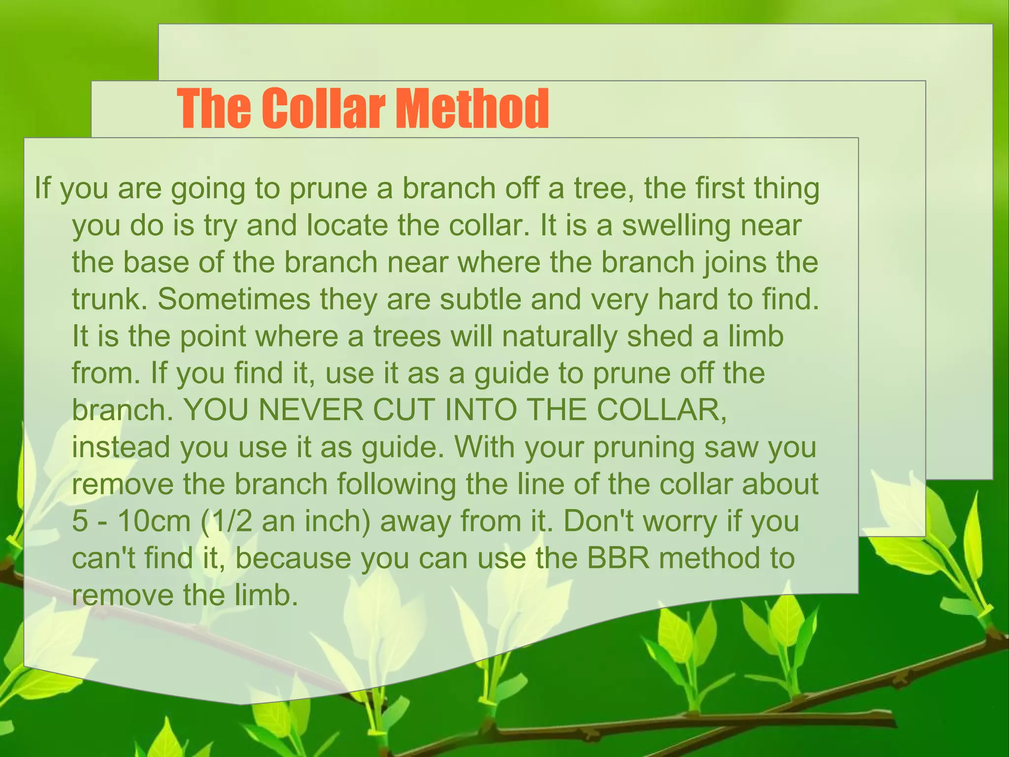 The Collar Method
If you are going to prune a branch off a tree, the first thing
you do is try and locate the collar. It is a swelling near
the base of the branch near where the branch joins the
trunk. Sometimes they are subtle and very hard to find.
It is the point where a trees will naturally shed a limb
from. If you find it, use it as a guide to prune off the
branch. YOU NEVER CUT INTO THE COLLAR,
instead you use it as guide. With your pruning saw you
remove the branch following the line of the collar about
5 - 10cm (1/2 an inch) away from it. Don't worry if you
can't find it, because you can use the BBR method to
remove the limb.

 