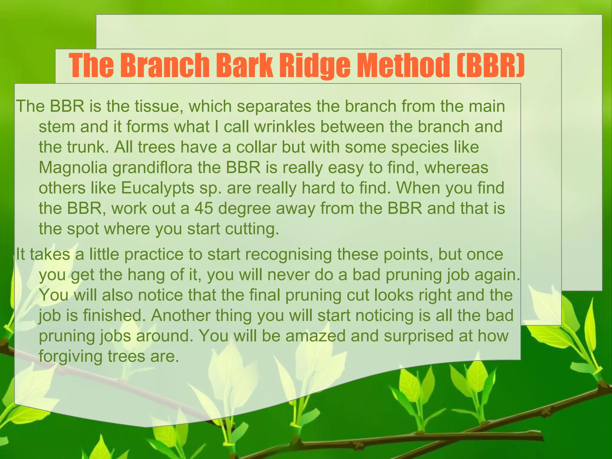 The Branch Bark Ridge Method (BBR)
The BBR is the tissue, which separates the branch from the main
stem and it forms what I call wrinkles between the branch and
the trunk. All trees have a collar but with some species like
Magnolia grandiflora the BBR is really easy to find, whereas
others like Eucalypts sp. are really hard to find. When you find
the BBR, work out a 45 degree away from the BBR and that is
the spot where you start cutting.
It takes a little practice to start recognising these points, but once
you get the hang of it, you will never do a bad pruning job again.
You will also notice that the final pruning cut looks right and the
job is finished. Another thing you will start noticing is all the bad
pruning jobs around. You will be amazed and surprised at how
forgiving trees are.

 