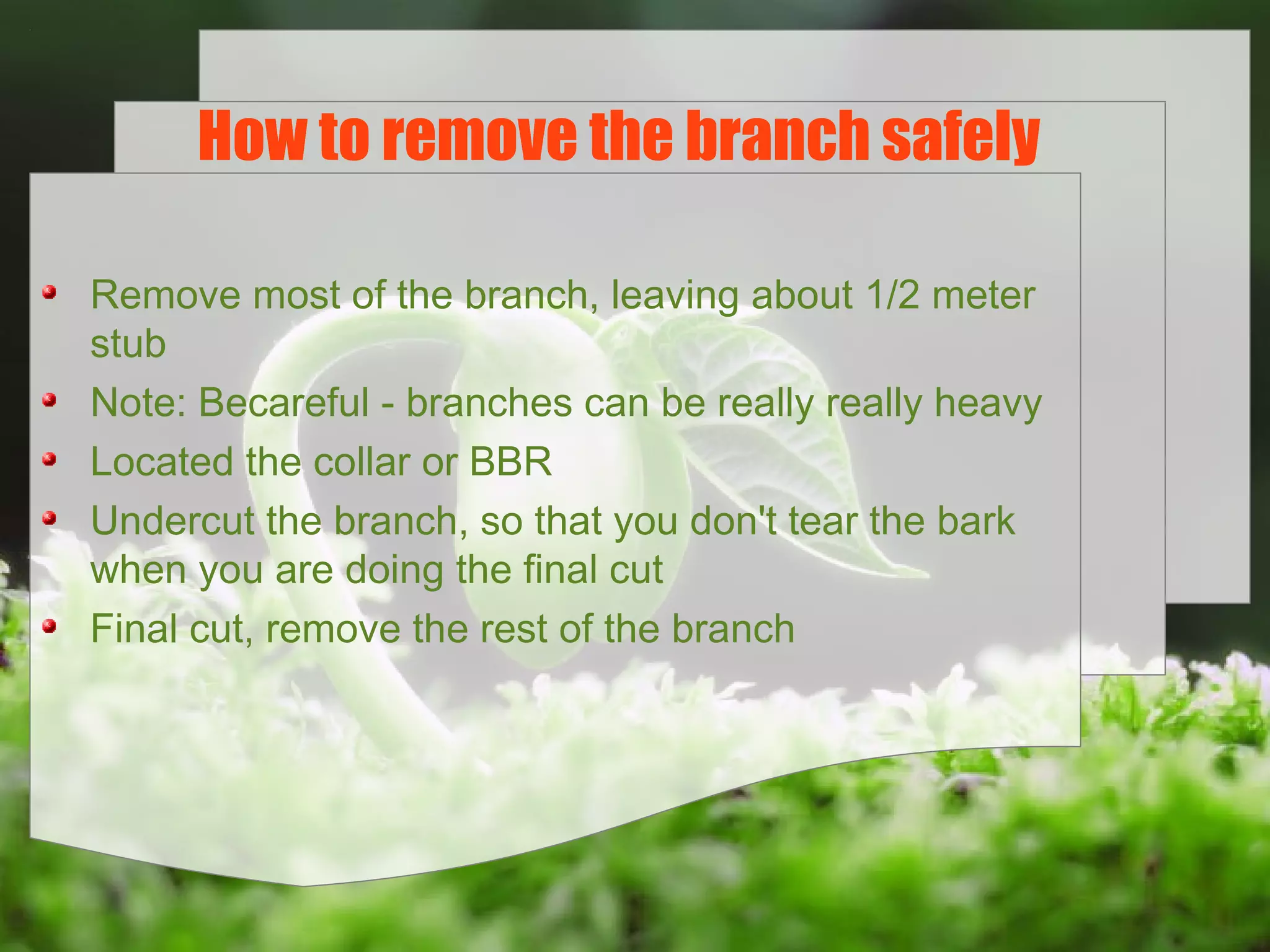 How to remove the branch safely
Remove most of the branch, leaving about 1/2 meter
stub
Note: Becareful - branches can be really really heavy
Located the collar or BBR
Undercut the branch, so that you don't tear the bark
when you are doing the final cut
Final cut, remove the rest of the branch

 