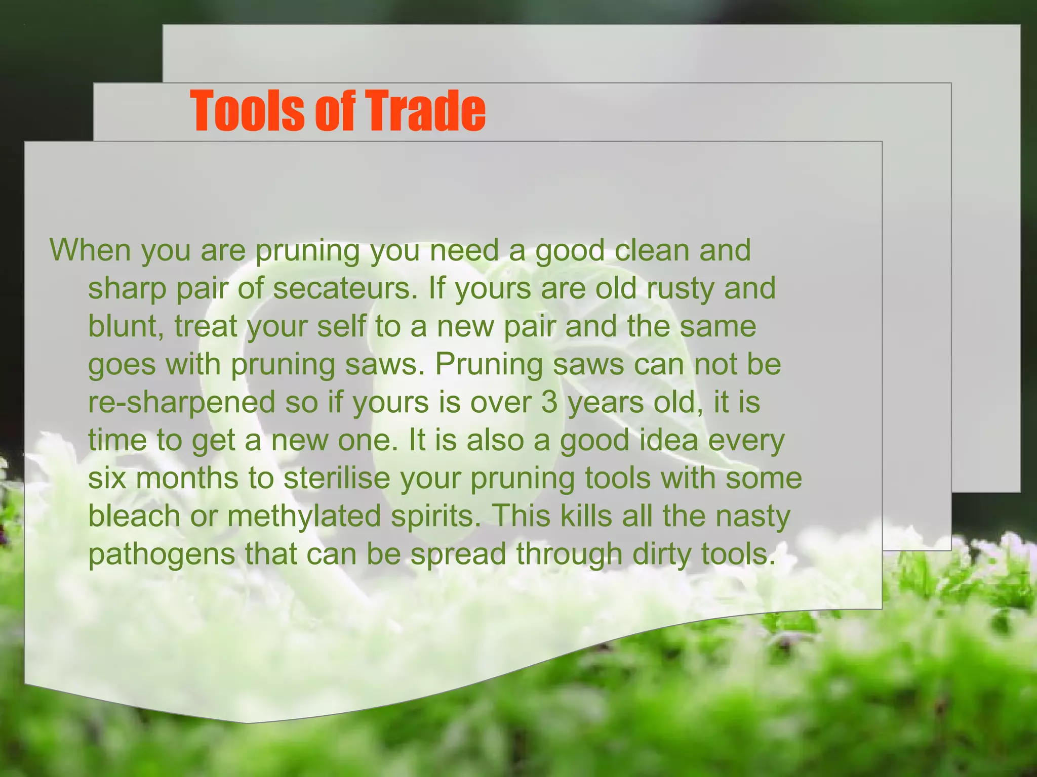 Tools of Trade
When you are pruning you need a good clean and
sharp pair of secateurs. If yours are old rusty and
blunt, treat your self to a new pair and the same
goes with pruning saws. Pruning saws can not be
re-sharpened so if yours is over 3 years old, it is
time to get a new one. It is also a good idea every
six months to sterilise your pruning tools with some
bleach or methylated spirits. This kills all the nasty
pathogens that can be spread through dirty tools.

 