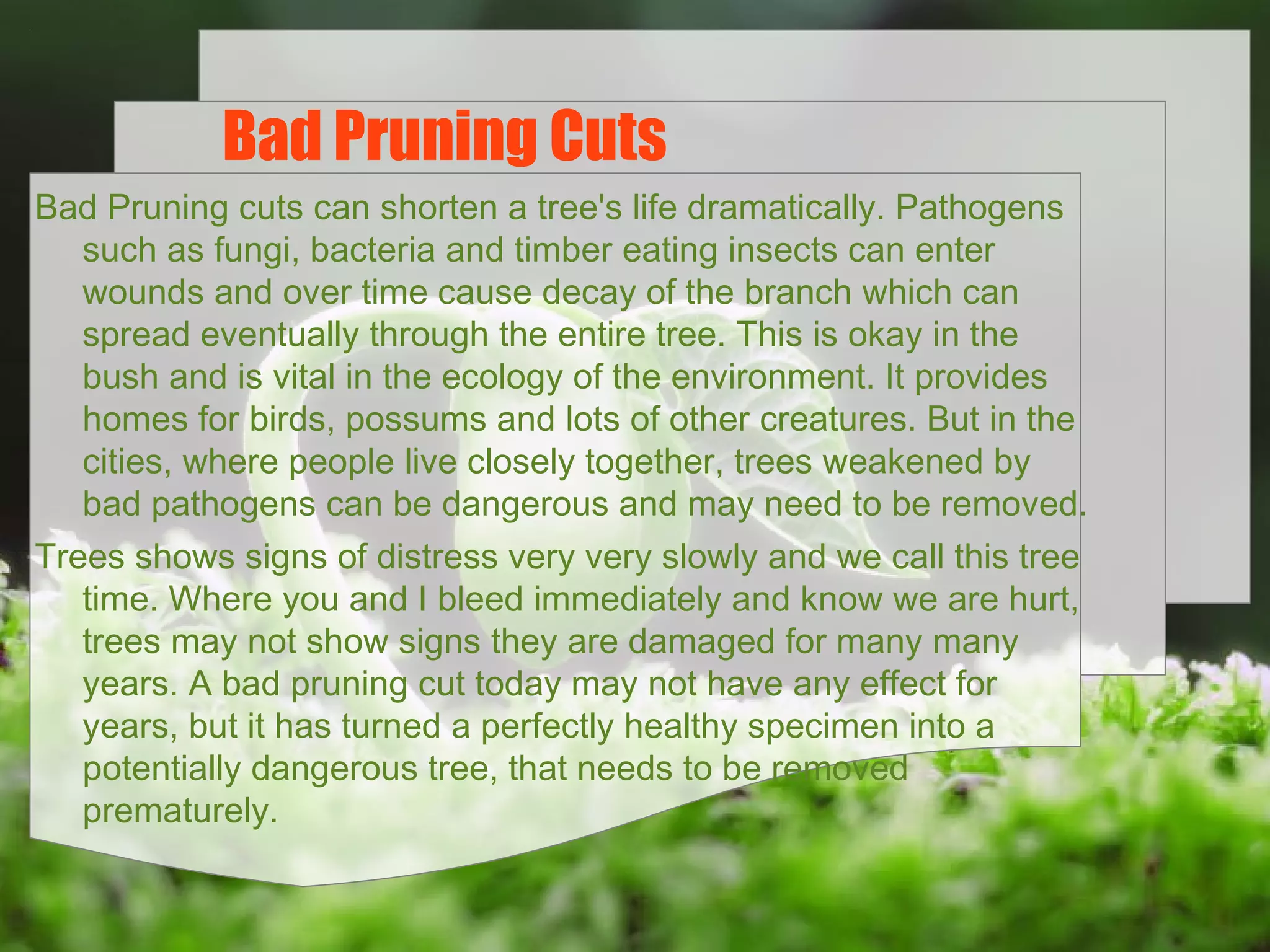 Bad Pruning Cuts
Bad Pruning cuts can shorten a tree's life dramatically. Pathogens
such as fungi, bacteria and timber eating insects can enter
wounds and over time cause decay of the branch which can
spread eventually through the entire tree. This is okay in the
bush and is vital in the ecology of the environment. It provides
homes for birds, possums and lots of other creatures. But in the
cities, where people live closely together, trees weakened by
bad pathogens can be dangerous and may need to be removed.
Trees shows signs of distress very very slowly and we call this tree
time. Where you and I bleed immediately and know we are hurt,
trees may not show signs they are damaged for many many
years. A bad pruning cut today may not have any effect for
years, but it has turned a perfectly healthy specimen into a
potentially dangerous tree, that needs to be removed
prematurely.

 