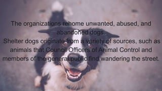 The organizations rehome unwanted, abused, and
abandoned dogs.
Shelter dogs originate from a variety of sources, such as
animals that Council Officers of Animal Control and
members of the general public find wandering the street.