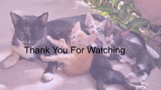 Thank You For Watching